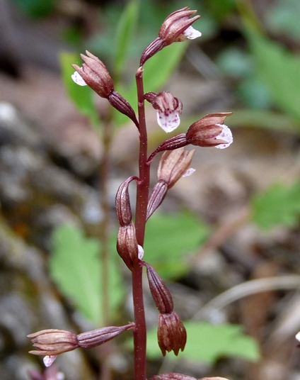 {Corallorhiza wisteriana}